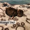 Mowgli photo 2