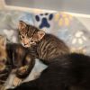 Mowgli photo 3