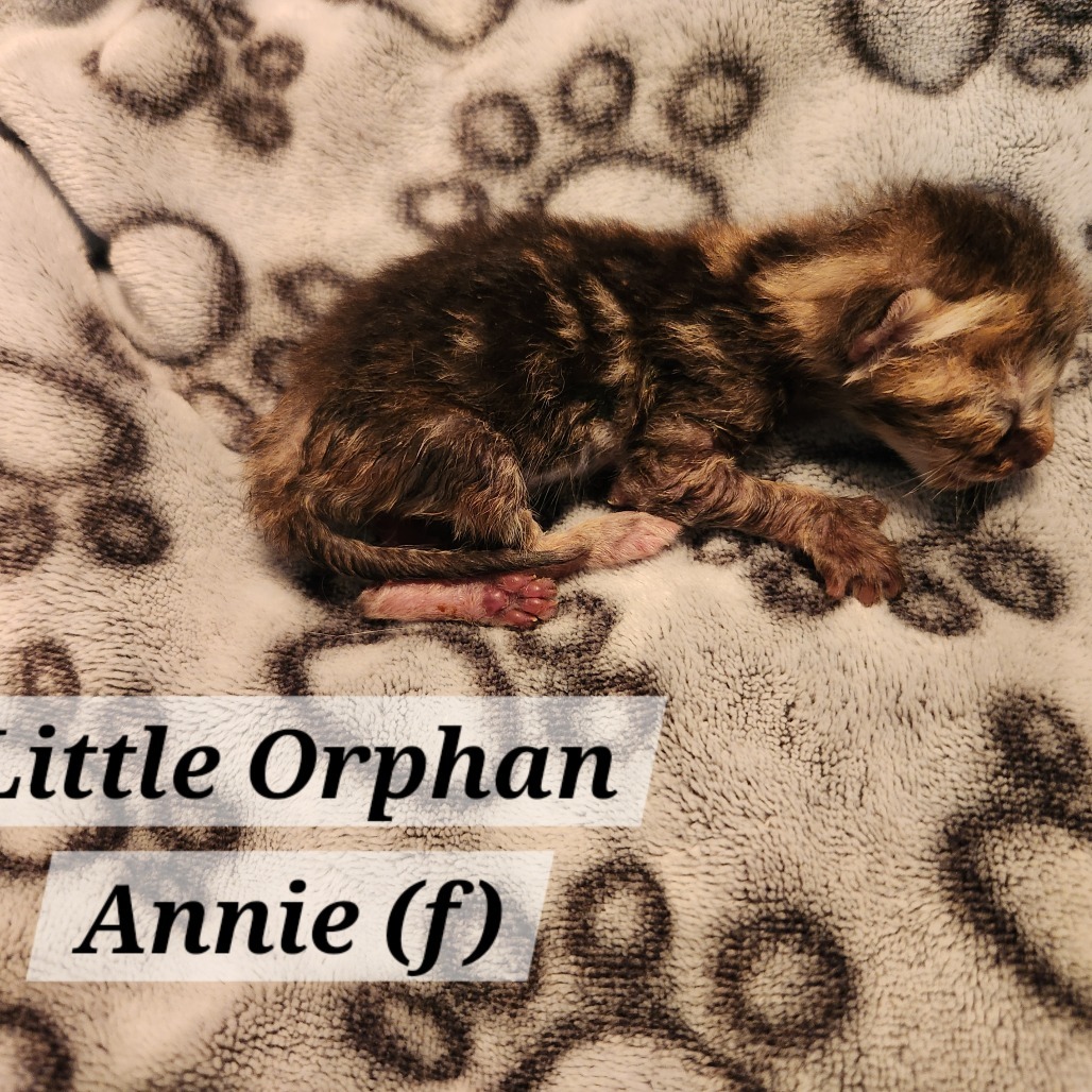 Little Orphan Annie