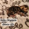 Little Orphan Annie photo 2