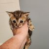Little Orphan Annie photo 4