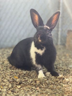 Sterling, Young Female unknown