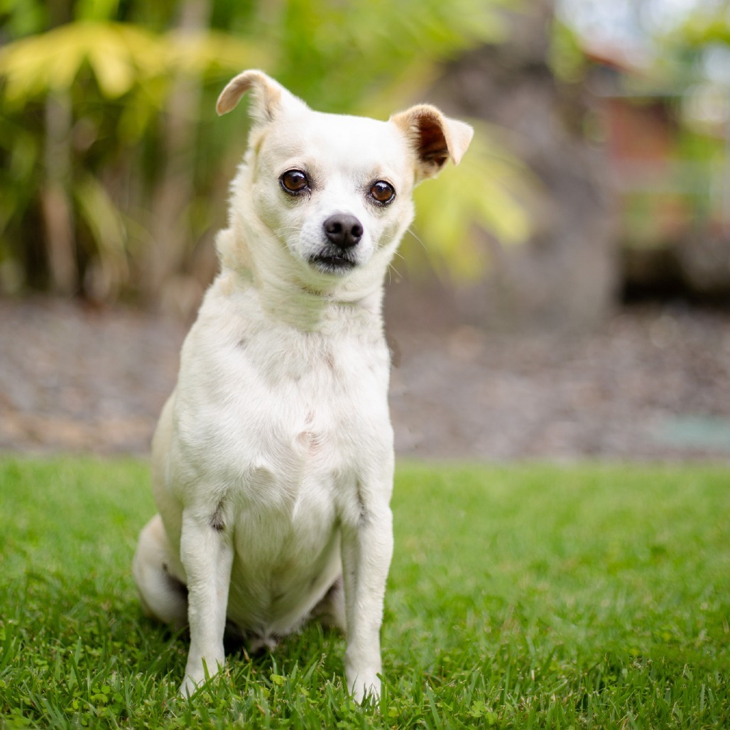 Ernie, an adoptable Chihuahua, Mixed Breed in Kailua Kona, HI, 96740 | Photo Image 1