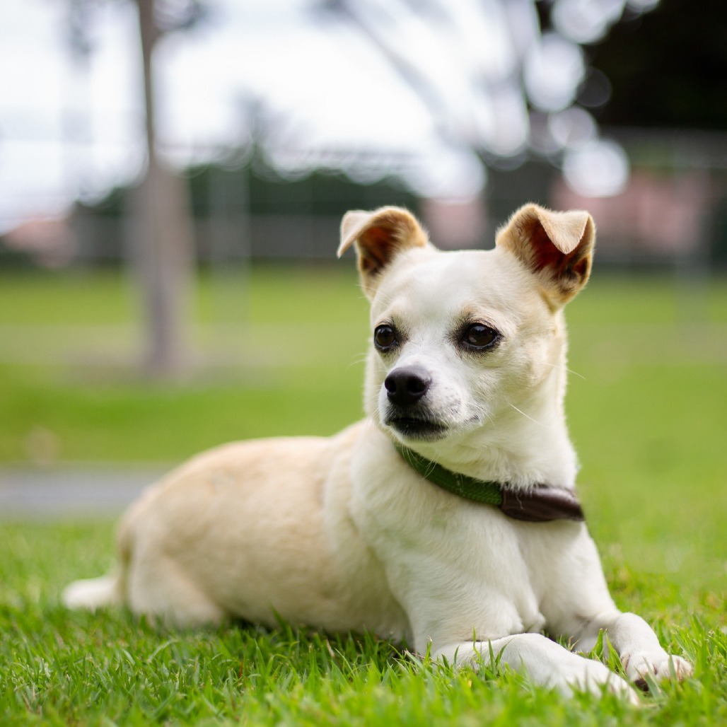 Ernie, an adoptable Chihuahua, Mixed Breed in Kailua Kona, HI, 96740 | Photo Image 2