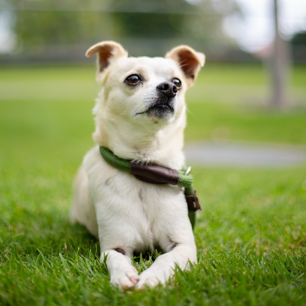Ernie, an adoptable Chihuahua, Mixed Breed in Kailua Kona, HI, 96740 | Photo Image 3