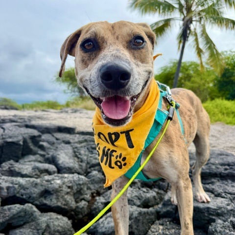 Cookie Butter, an adoptable Mixed Breed in Kailua Kona, HI, 96740 | Photo Image 1