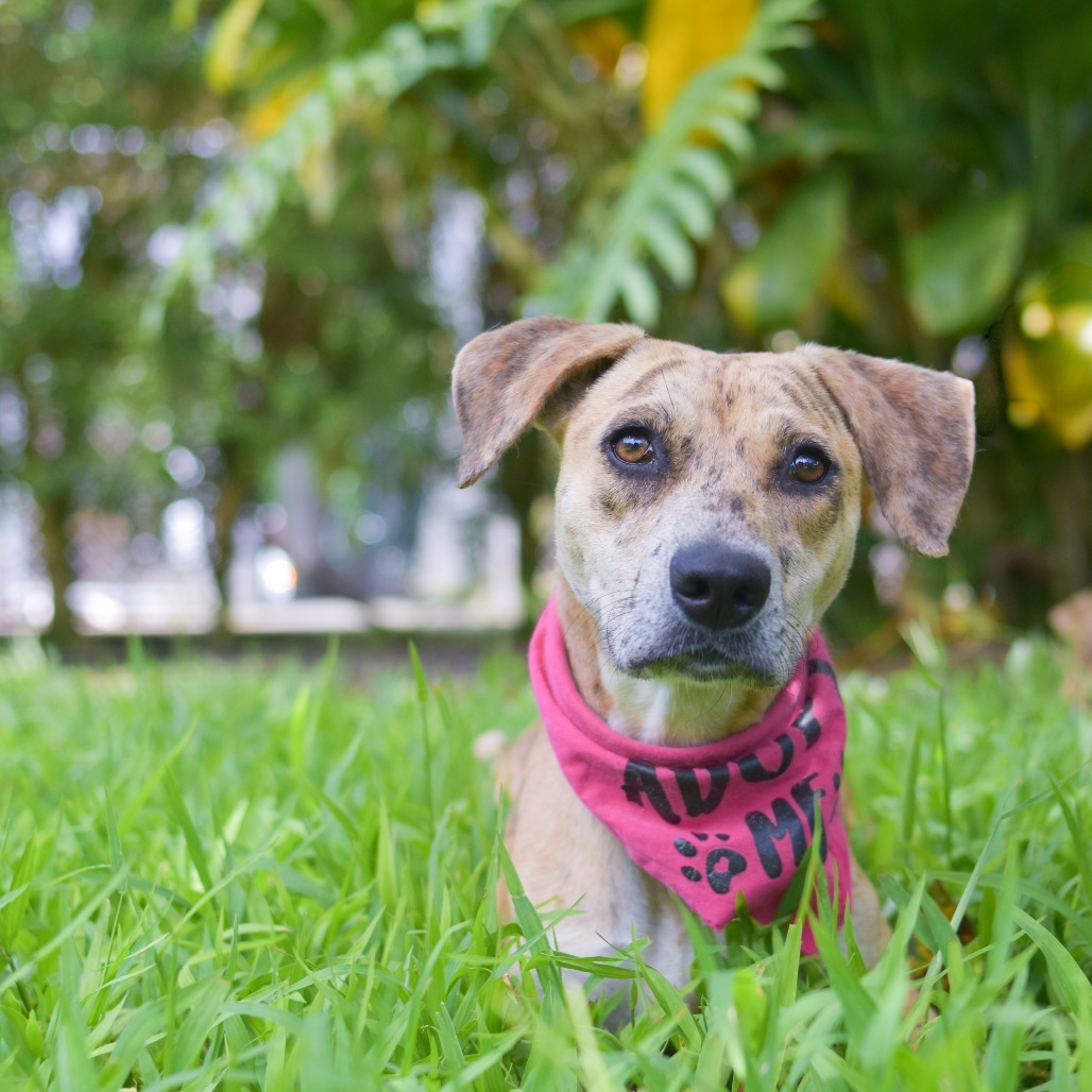 Cookie Butter, an adoptable Mixed Breed in Kailua Kona, HI, 96740 | Photo Image 2