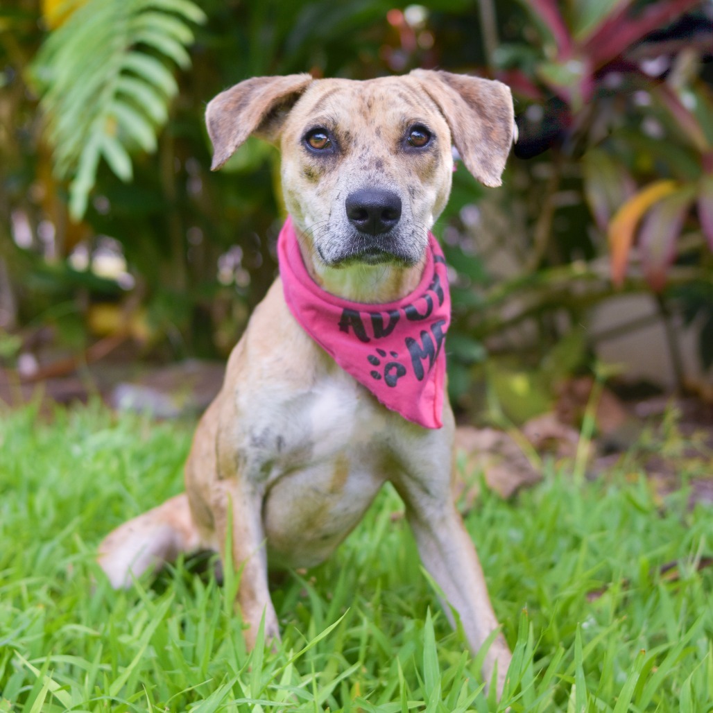 Cookie Butter, an adoptable Mixed Breed in Kailua Kona, HI, 96740 | Photo Image 3