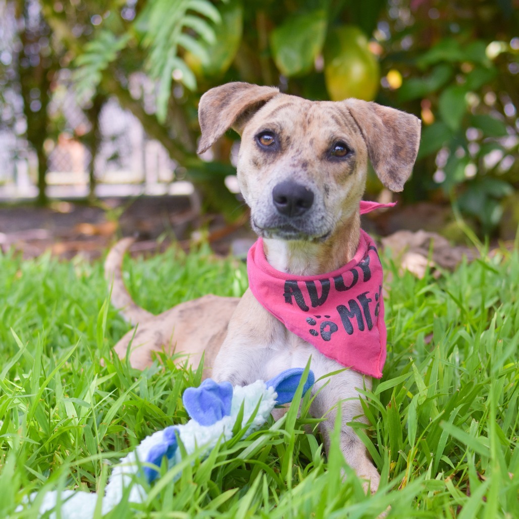 Cookie Butter, an adoptable Mixed Breed in Kailua Kona, HI, 96740 | Photo Image 3