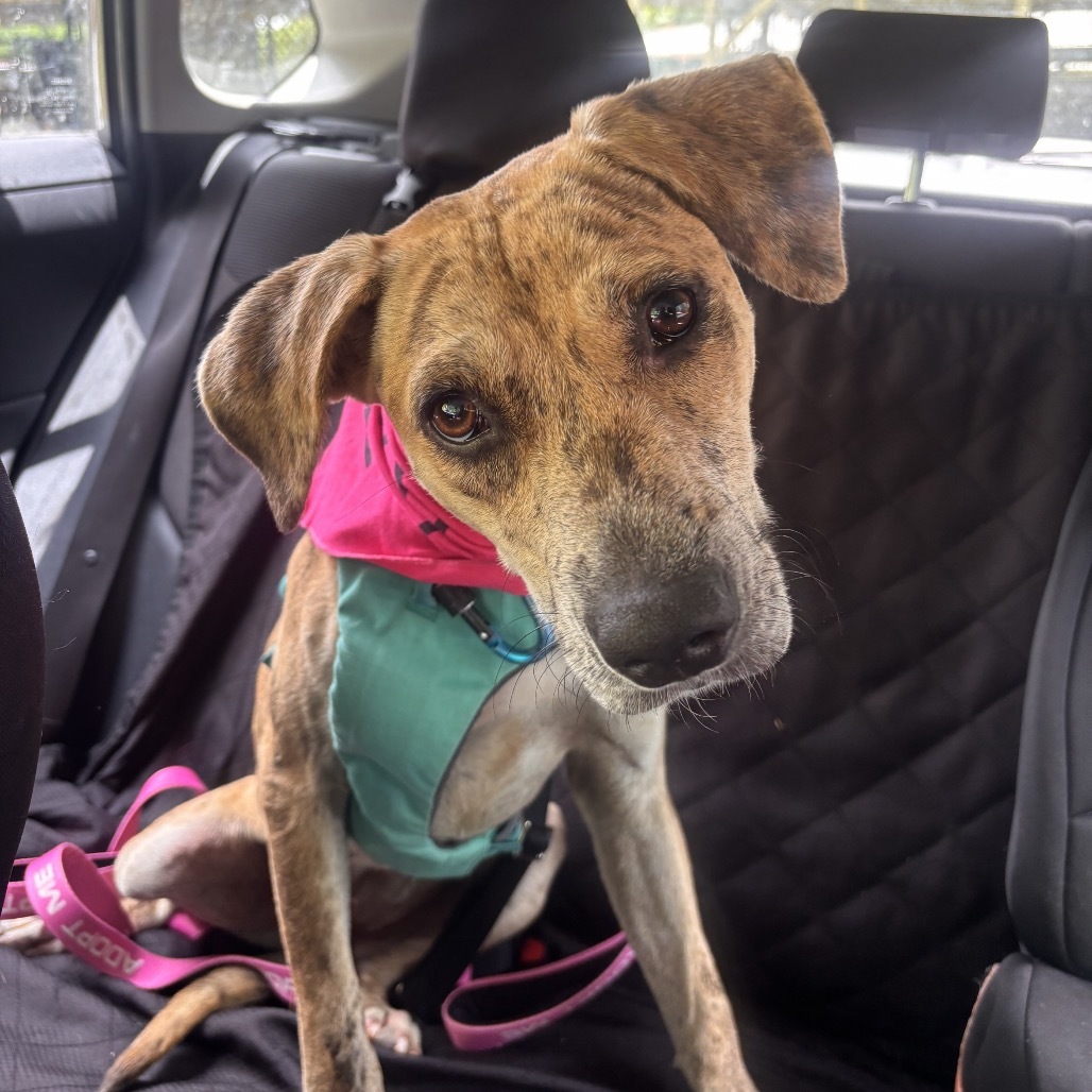 Cookie Butter, an adoptable Mixed Breed in Kailua Kona, HI, 96740 | Photo Image 5