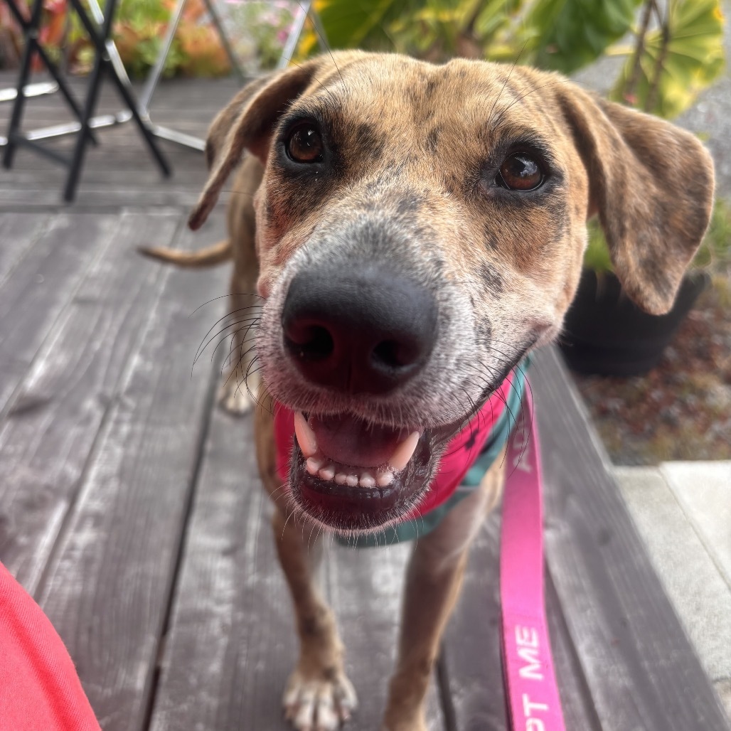 Cookie Butter, an adoptable Mixed Breed in Kailua Kona, HI, 96740 | Photo Image 6