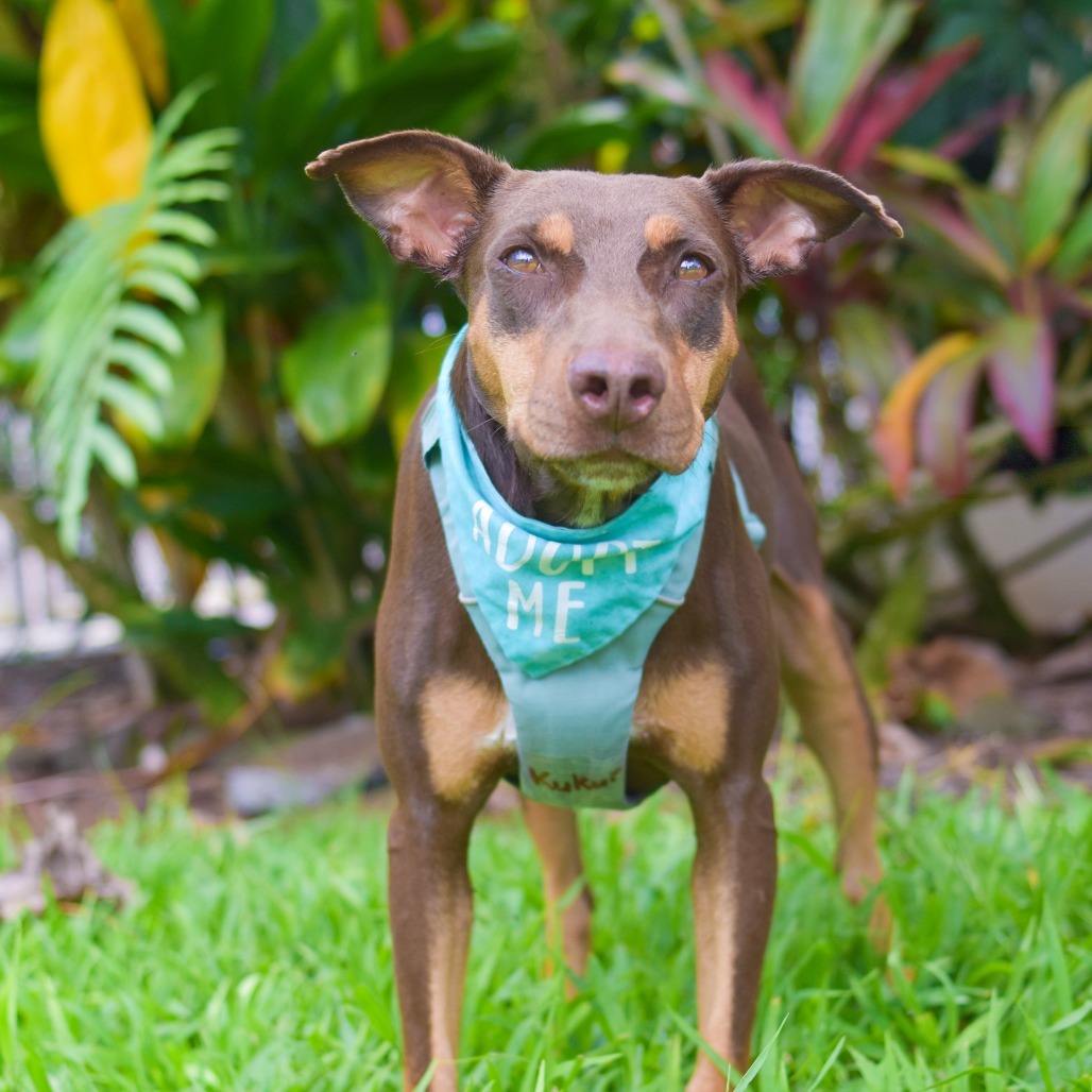 Kukui, an adoptable Mixed Breed in Kailua Kona, HI, 96740 | Photo Image 1
