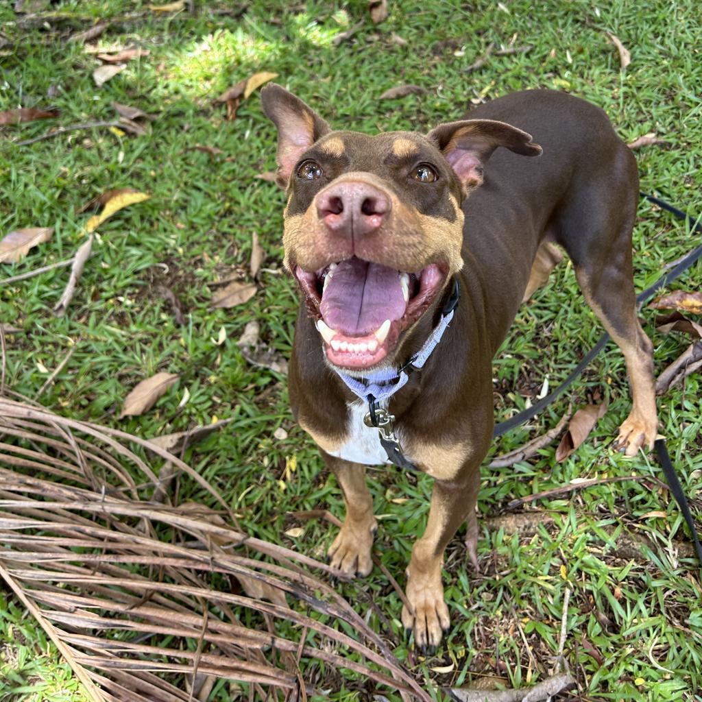 Kukui, an adoptable Mixed Breed in Kailua Kona, HI, 96740 | Photo Image 2