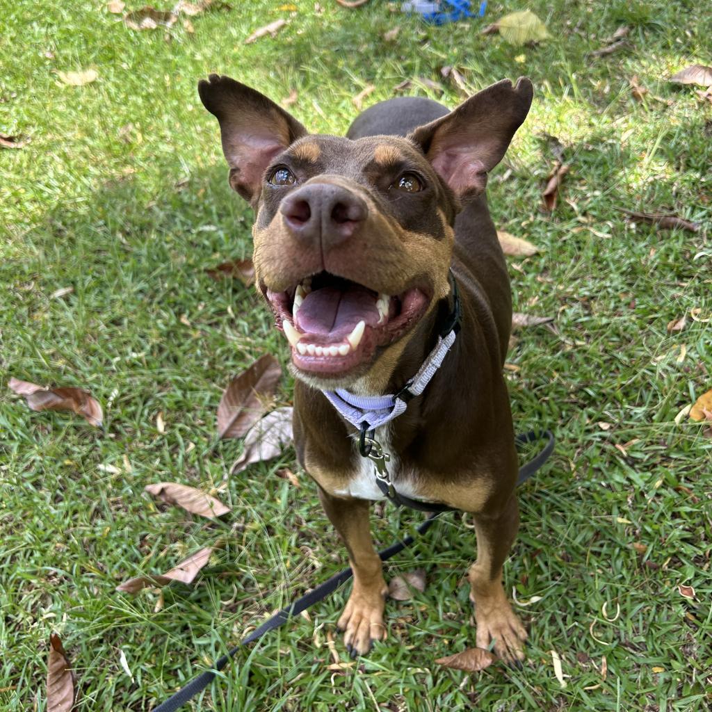 Kukui, an adoptable Mixed Breed in Kailua Kona, HI, 96740 | Photo Image 3