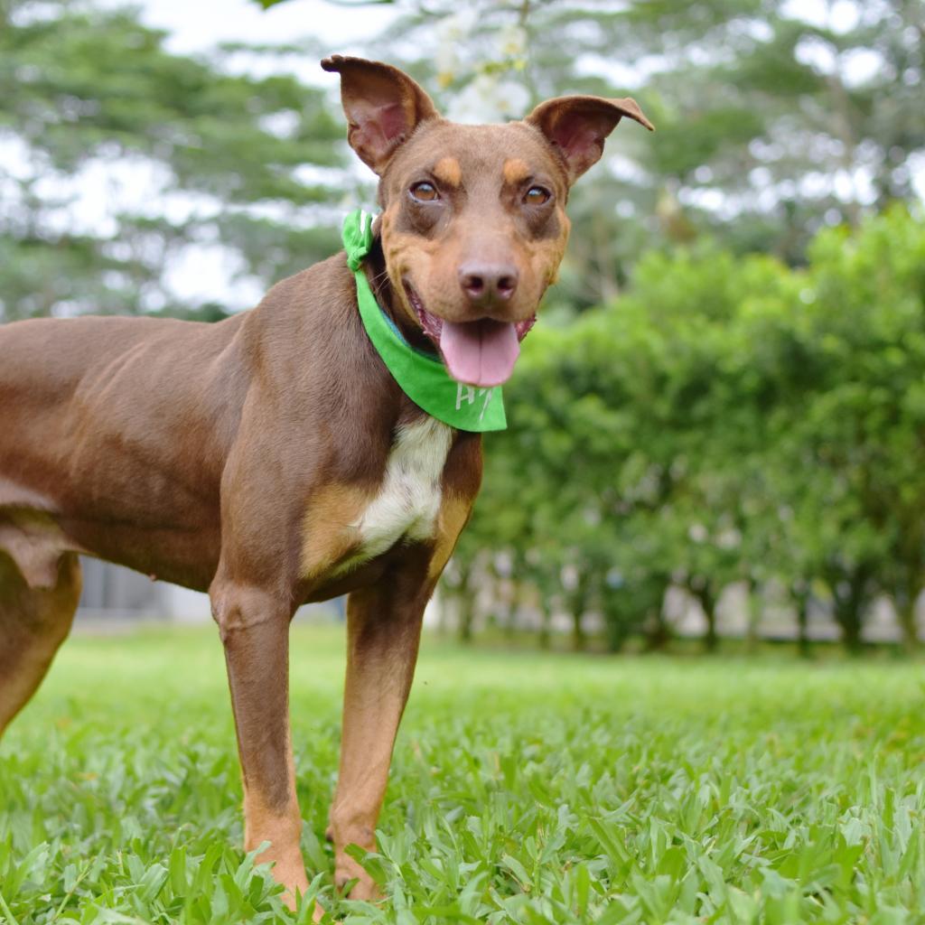Kukui, an adoptable Mixed Breed in Kailua Kona, HI, 96740 | Photo Image 4