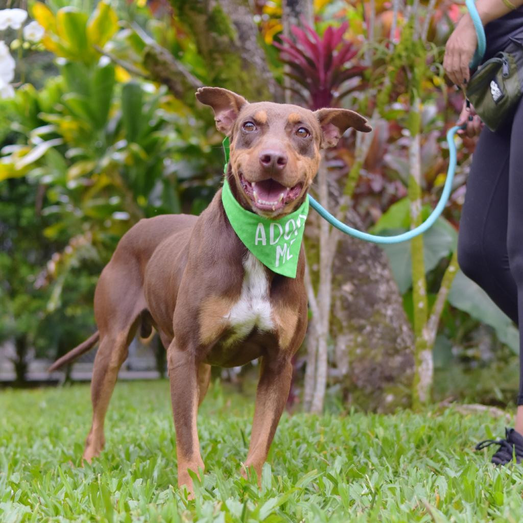 Kukui, an adoptable Mixed Breed in Kailua Kona, HI, 96740 | Photo Image 5