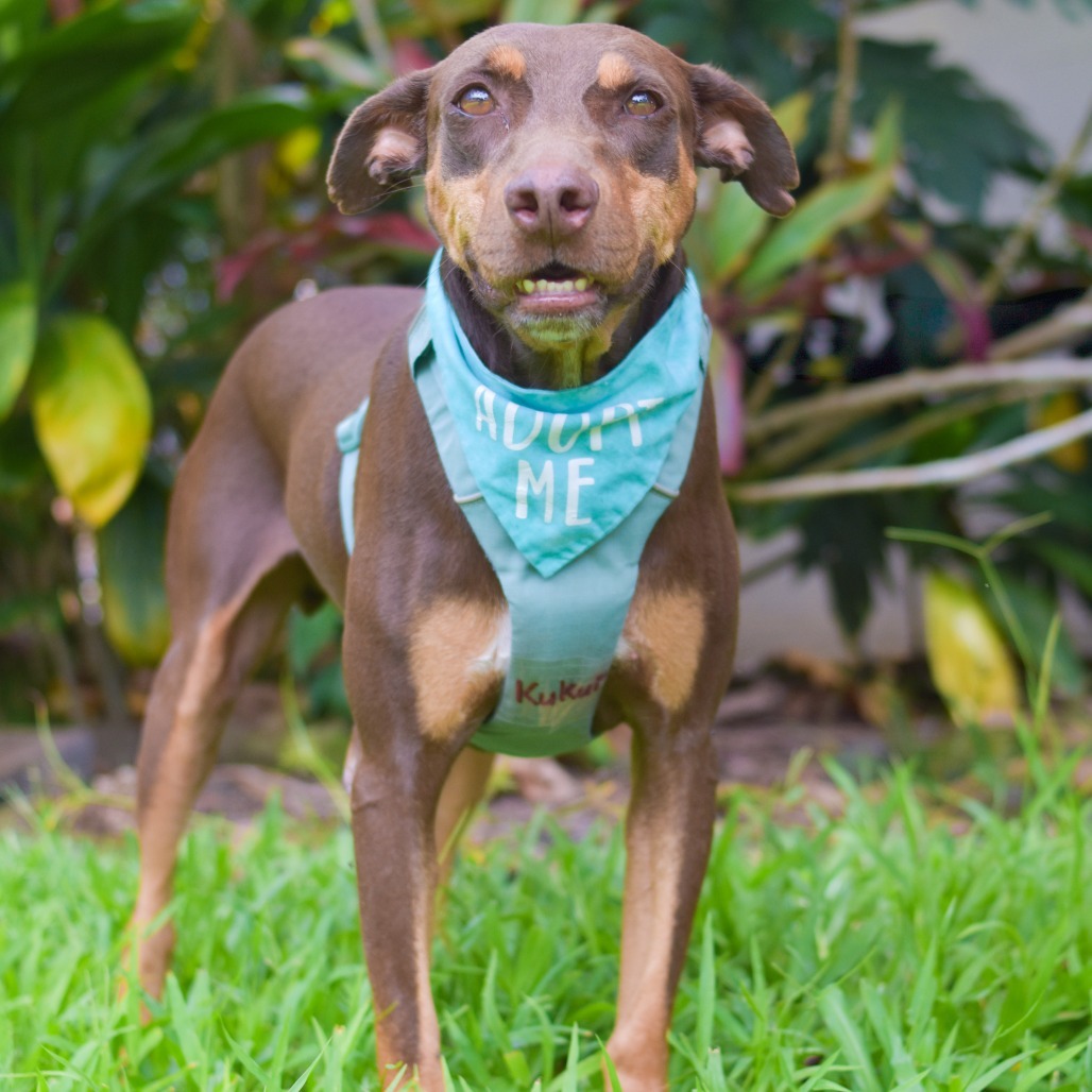 Kukui, an adoptable Mixed Breed in Kailua Kona, HI, 96740 | Photo Image 6