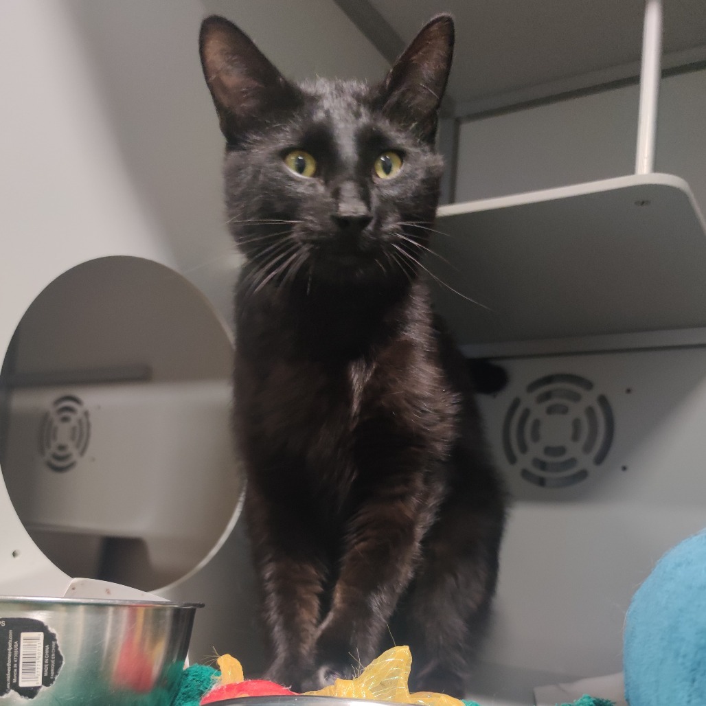 Carlos, an adoptable Domestic Short Hair in Bismarck, ND, 58507 | Photo Image 1