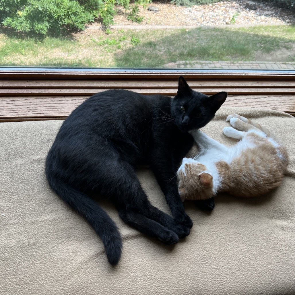 Carlos, an adoptable Domestic Short Hair in Bismarck, ND, 58507 | Photo Image 3