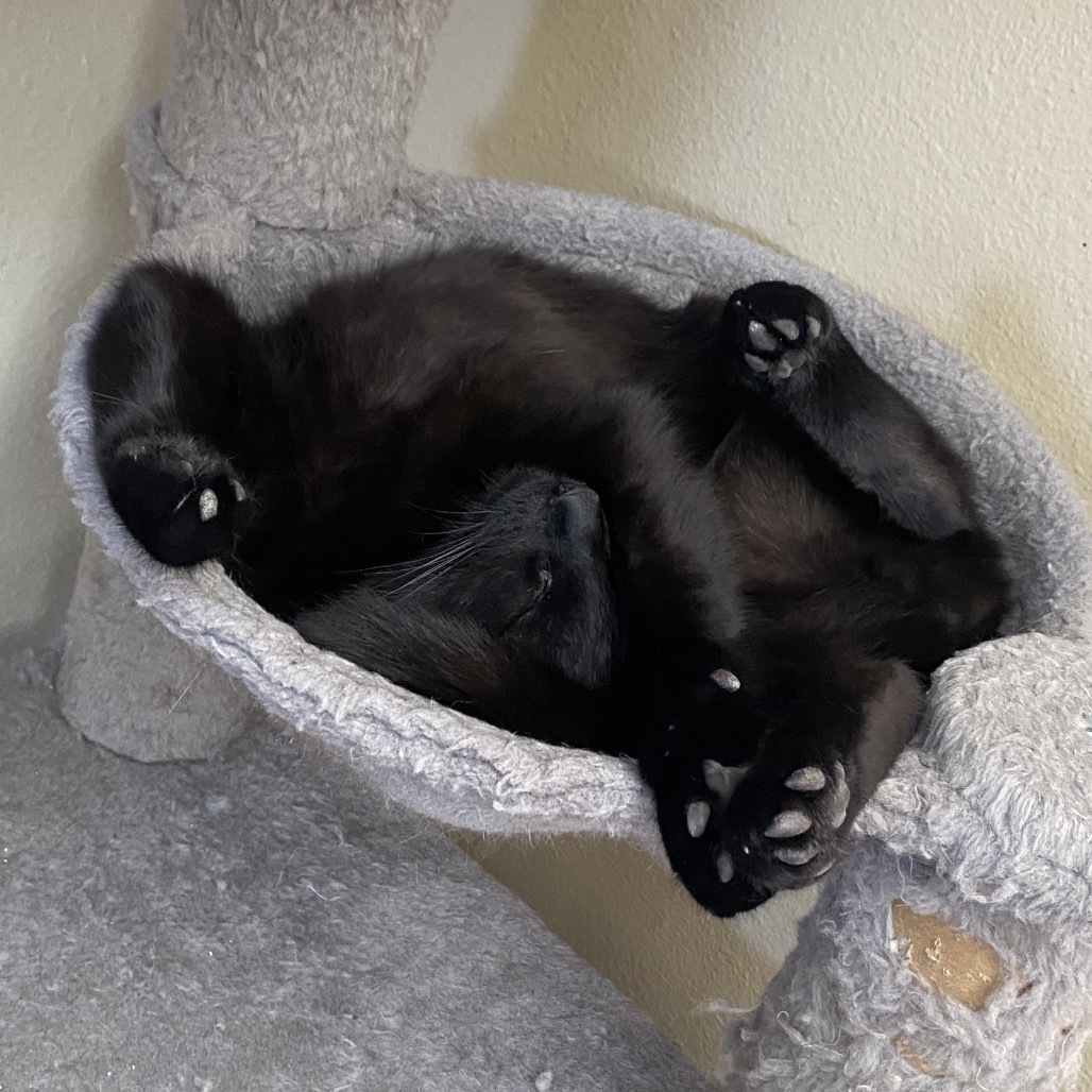 Carlos, an adoptable Domestic Short Hair in Bismarck, ND, 58507 | Photo Image 3