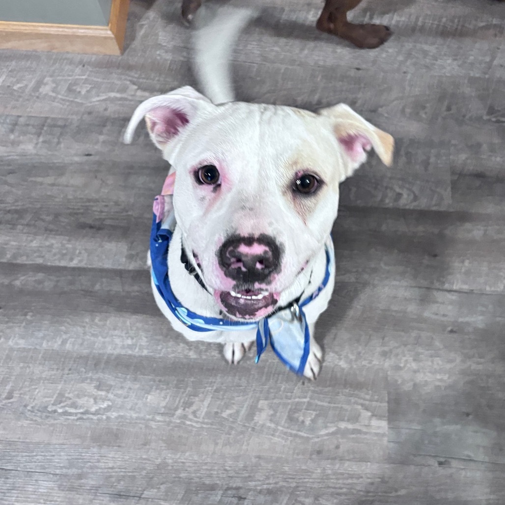 Zeus, an adoptable Mixed Breed in Bismarck, ND, 58507 | Photo Image 1