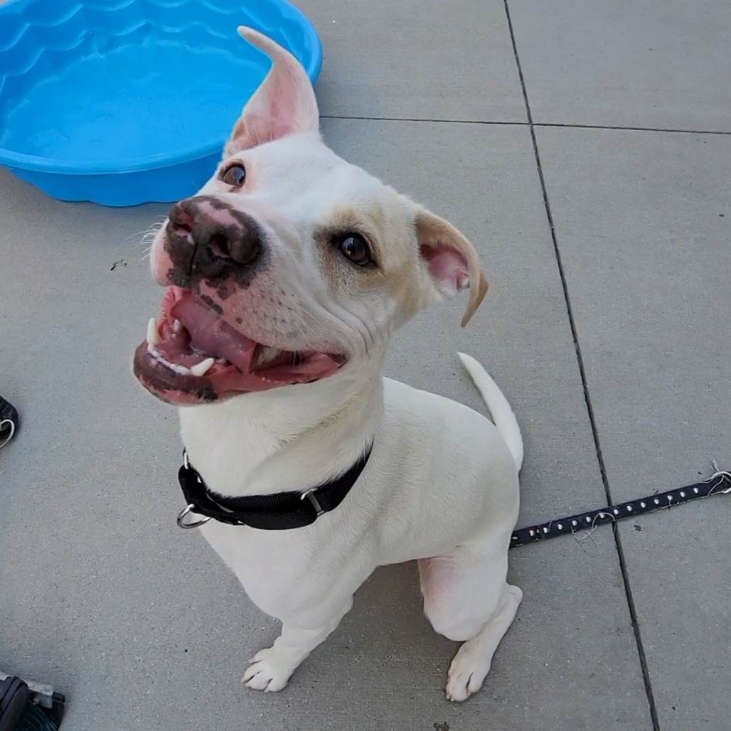 Zeus, an adoptable Mixed Breed in Bismarck, ND, 58507 | Photo Image 2