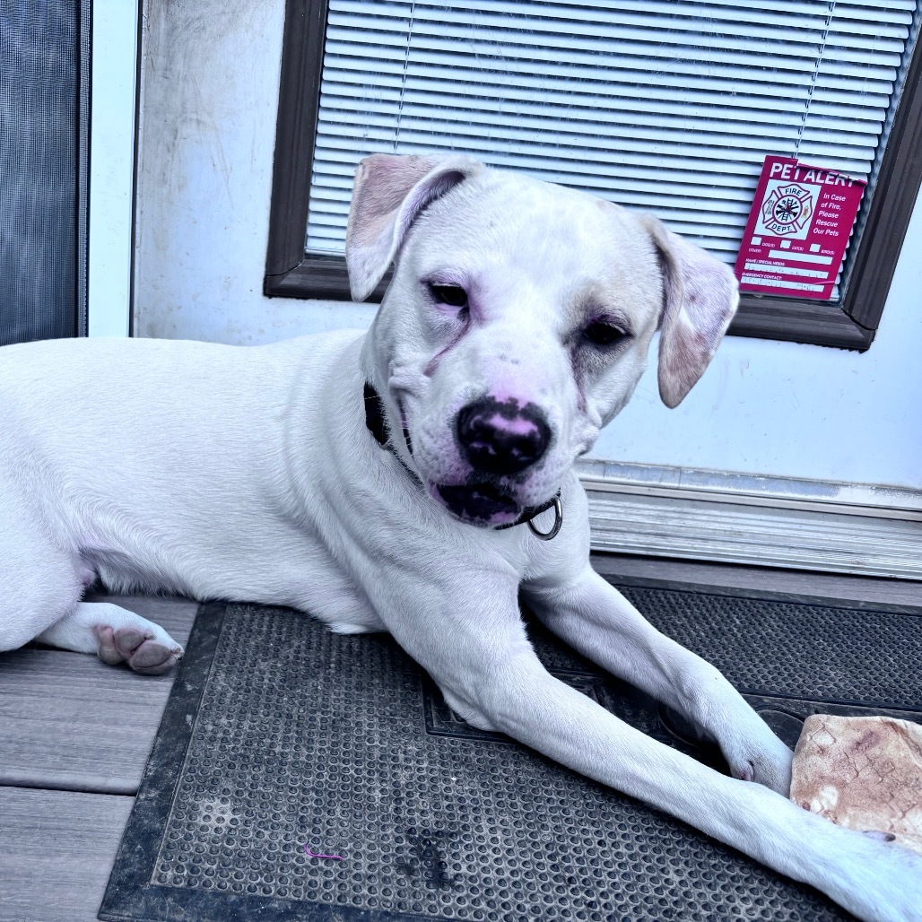 Zeus, an adoptable Mixed Breed in Bismarck, ND, 58507 | Photo Image 3