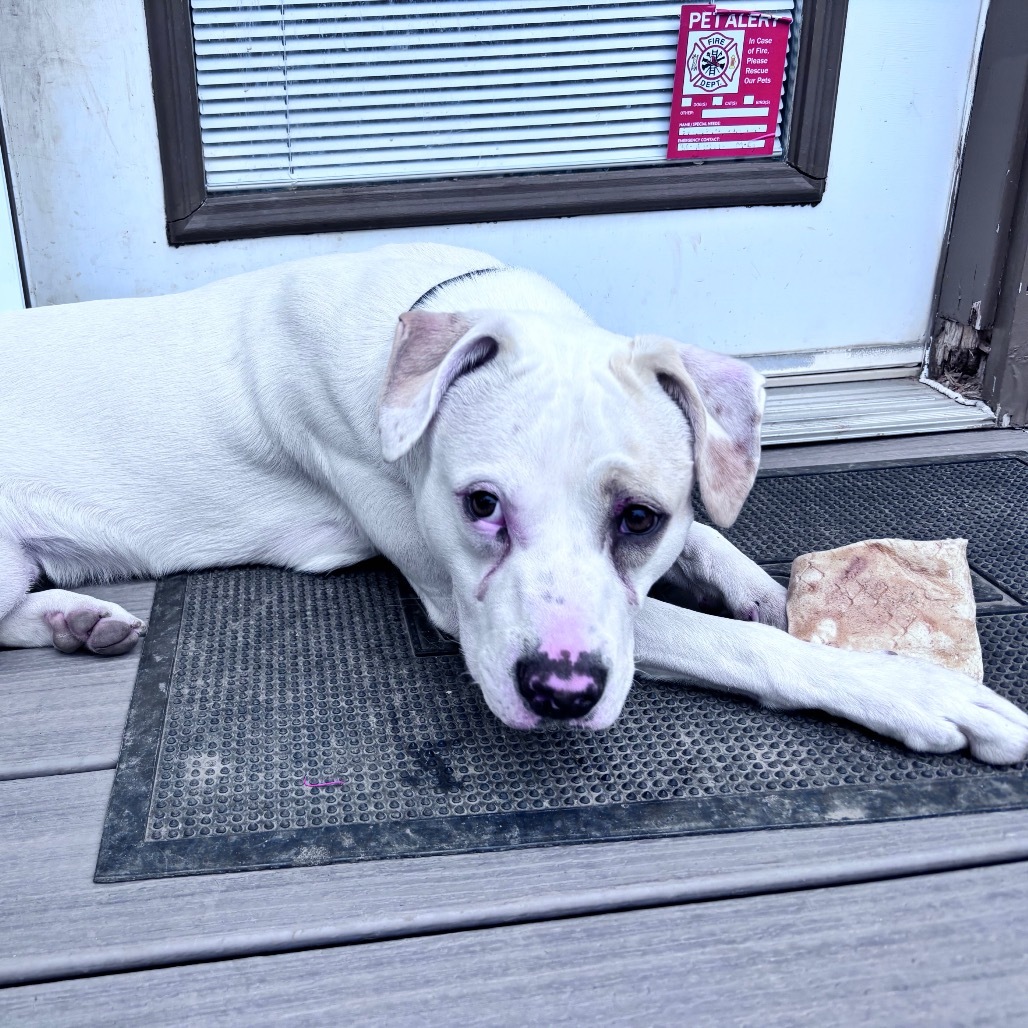 Zeus, an adoptable Mixed Breed in Bismarck, ND, 58507 | Photo Image 4