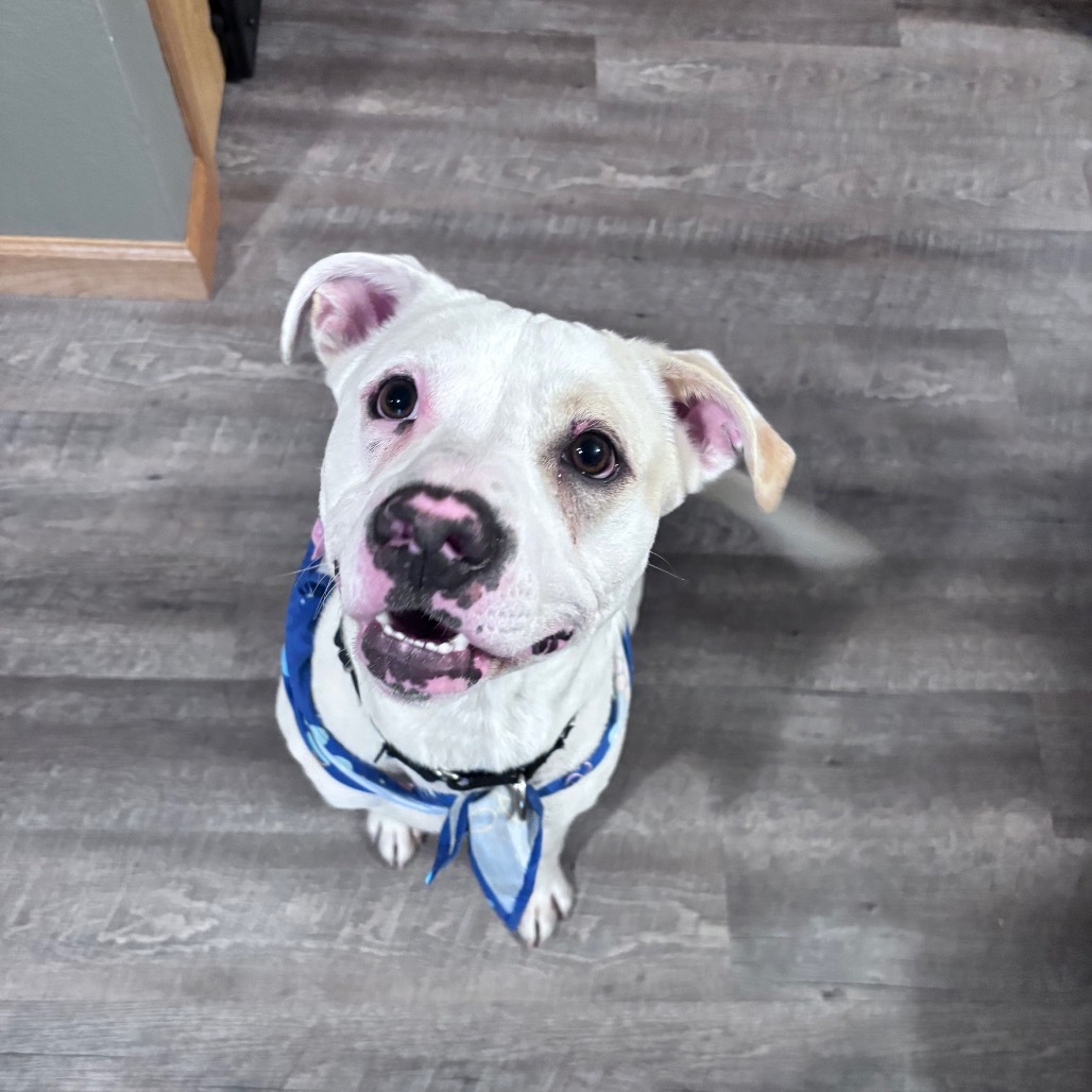 Zeus, an adoptable Mixed Breed in Bismarck, ND, 58507 | Photo Image 5