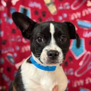 Hi there My name is Bonfire and Im at the Santa Maria Campus Im a 4 month old Male Boston