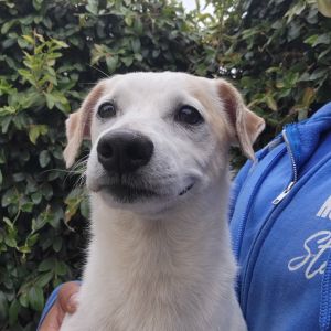 Hi My name is Blitz and Im at the Santa Barbara Campus Im a 4 year old male Chihuahua mix