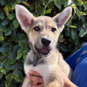 Teton Shepherd Dog