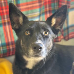 Ruby German Shepherd Dog Dog