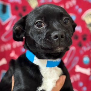 Hi there My name is Firework and Im at the Santa Maria Campus Im a 4 month old Male Boston