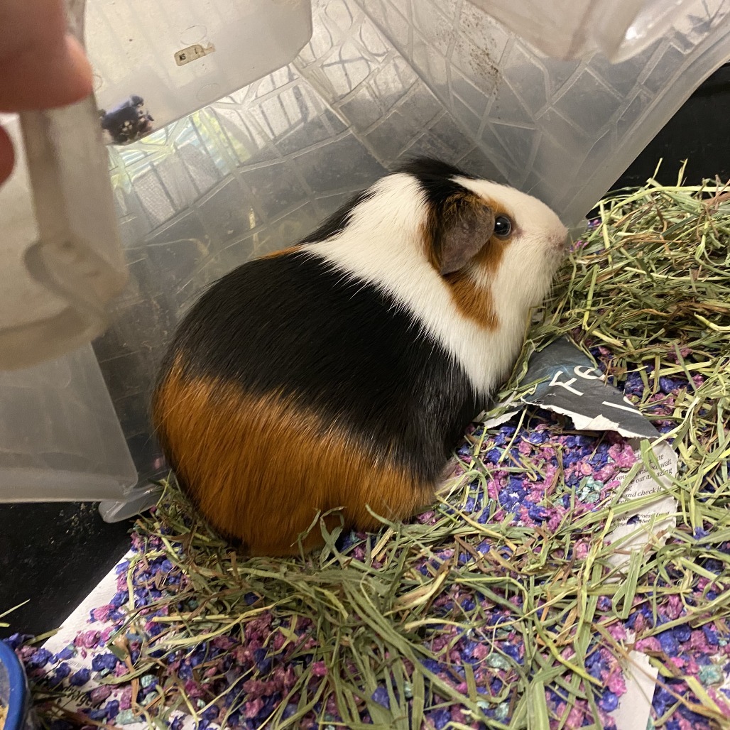Bob