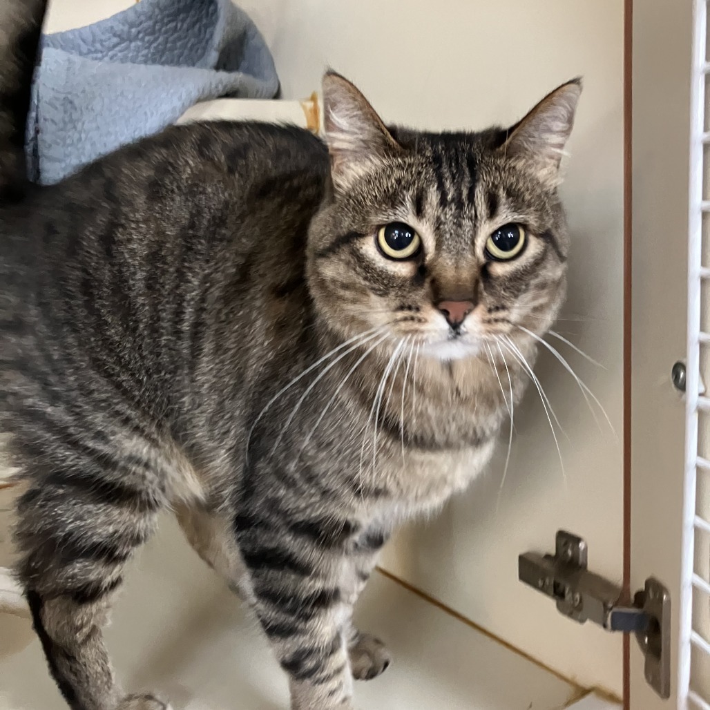 Venus, an adoptable Domestic Short Hair in Idaho Falls, ID, 83402 | Photo Image 1