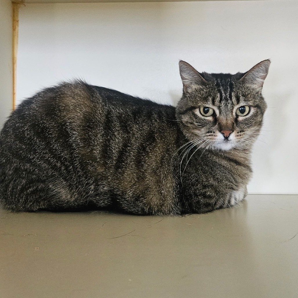 Venus, an adoptable Domestic Short Hair in Idaho Falls, ID, 83402 | Photo Image 2
