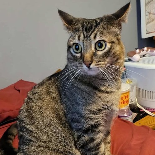 Venus, an adoptable Domestic Short Hair in Idaho Falls, ID, 83402 | Photo Image 3