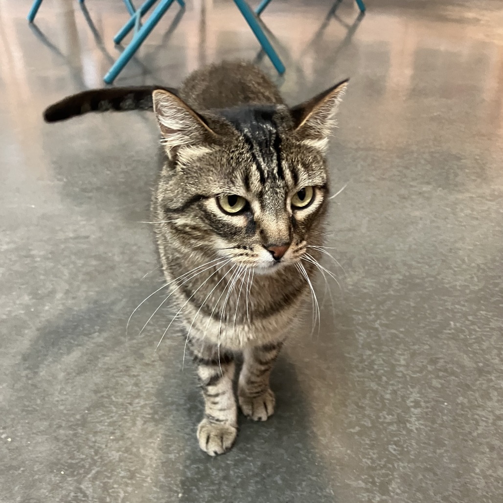 Venus, an adoptable Domestic Short Hair in Idaho Falls, ID, 83402 | Photo Image 4