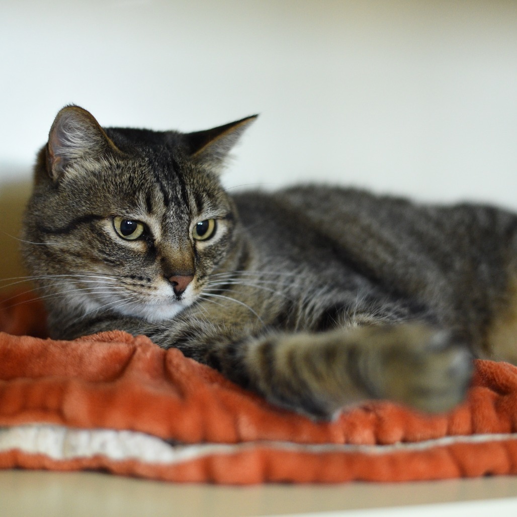 Venus, an adoptable Domestic Short Hair in Idaho Falls, ID, 83402 | Photo Image 5