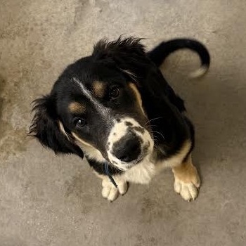 Chewy, an adoptable Mixed Breed in Cody, WY, 82414 | Photo Image 1