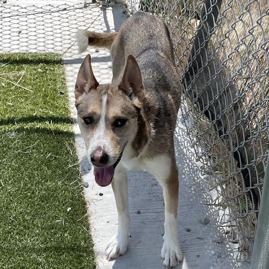 Luna, an adoptable Husky, Mixed Breed in Cody, WY, 82414 | Photo Image 1