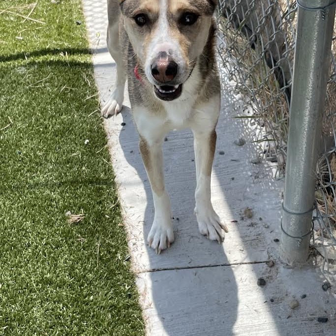 Luna, an adoptable Husky, Mixed Breed in Cody, WY, 82414 | Photo Image 2