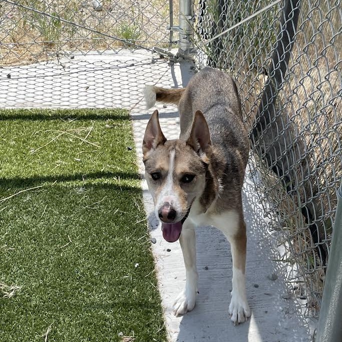 Luna, an adoptable Husky, Mixed Breed in Cody, WY, 82414 | Photo Image 3