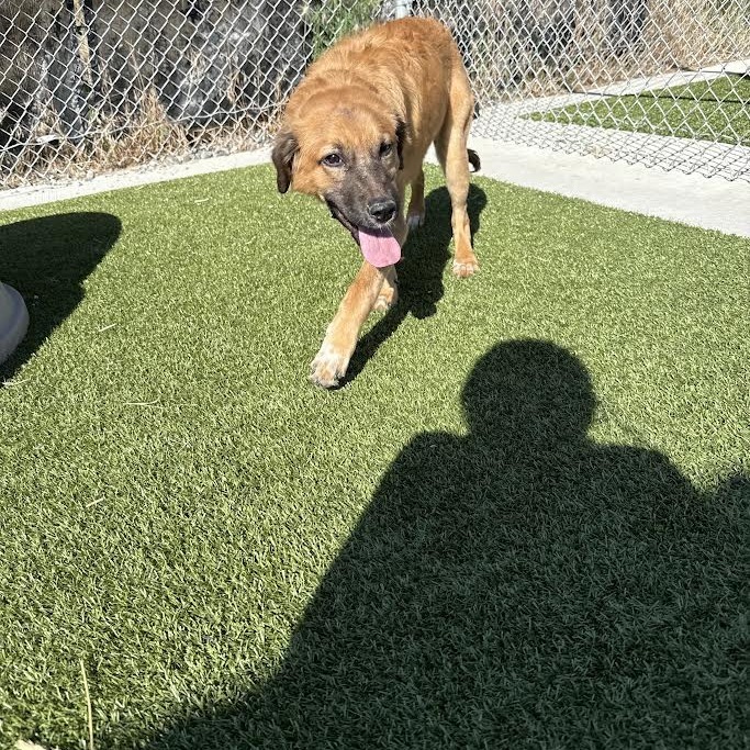 Honey, an adoptable Mixed Breed in Cody, WY, 82414 | Photo Image 2