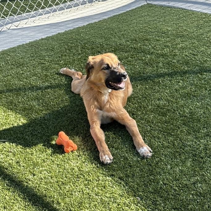 Honey, an adoptable Mixed Breed in Cody, WY, 82414 | Photo Image 3