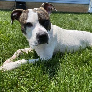 YORK-Stray-13300