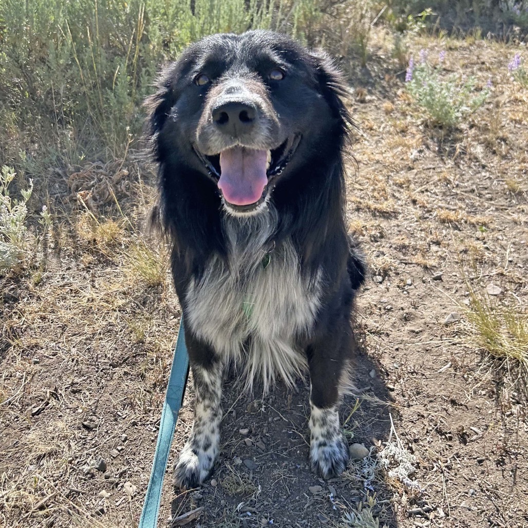 Rocky, an adoptable Border Collie, Australian Shepherd in Hailey, ID, 83333 | Photo Image 1