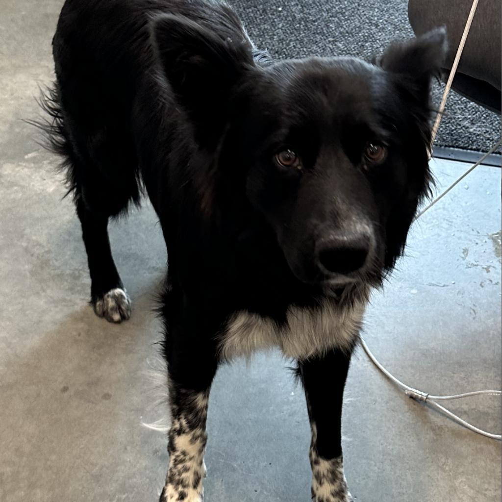 Rocky, an adoptable Border Collie, Australian Shepherd in Hailey, ID, 83333 | Photo Image 2