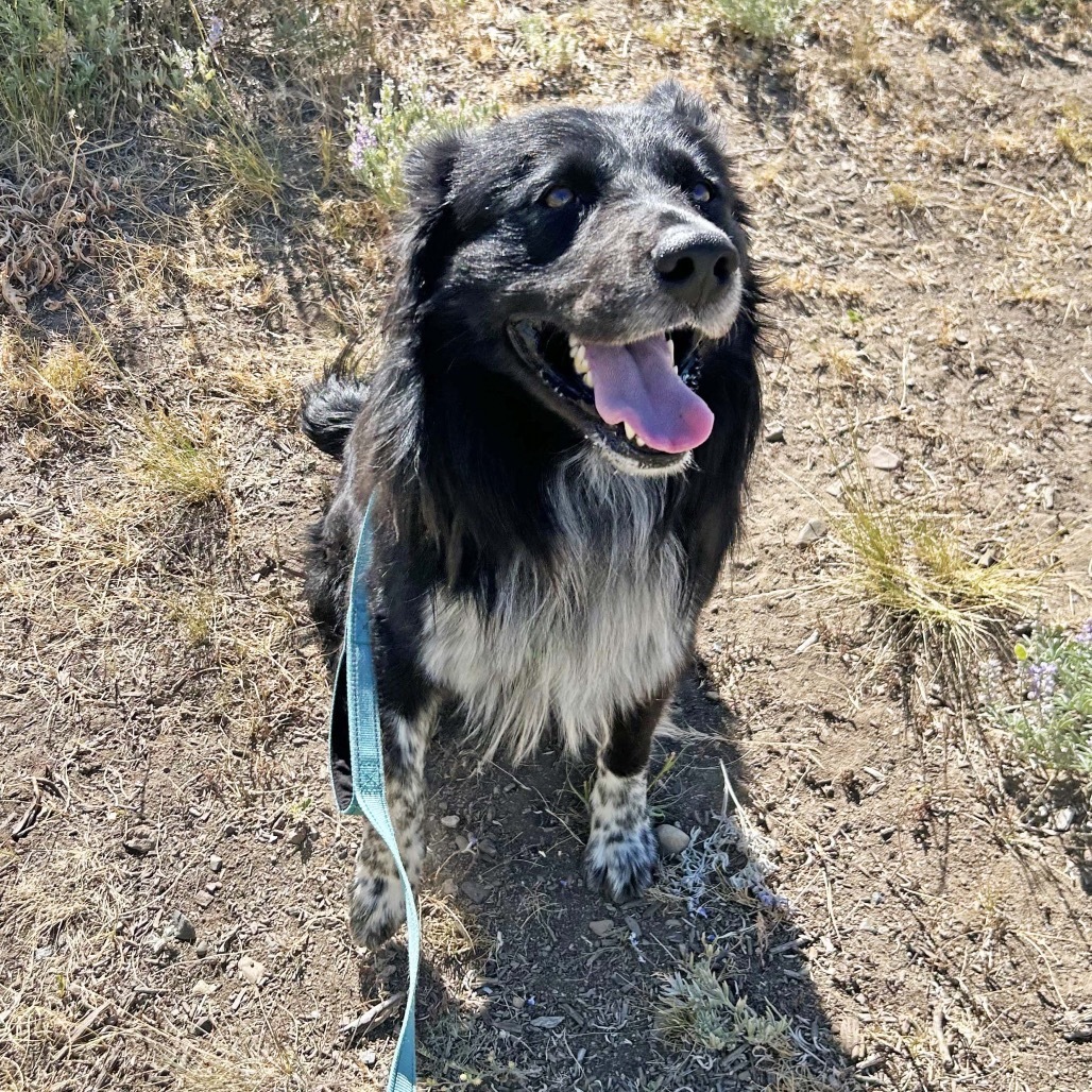 Rocky, an adoptable Border Collie, Australian Shepherd in Hailey, ID, 83333 | Photo Image 3